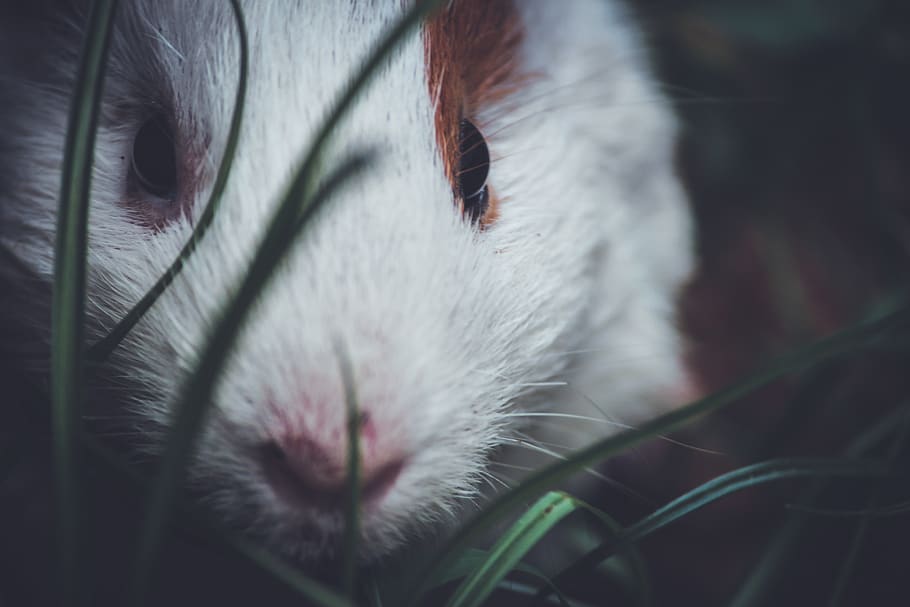 hamster, grass, cute, pet, nature, india, odisha, mammal, animal themes HD wallpaper