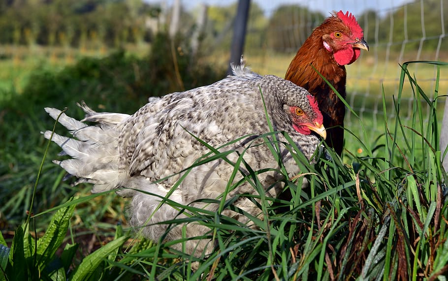chicken, hahn, pair, couple, imprisoned, grid, wire, longing HD wallpaper