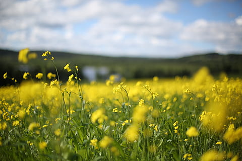sweden, jämtland, field, yellow, flower, flowering plant, agriculture HD wallpaper