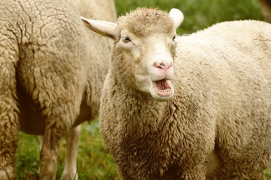 sheep, wool, animal, meadow, graze, nature, livestock, animal themes HD wallpaper