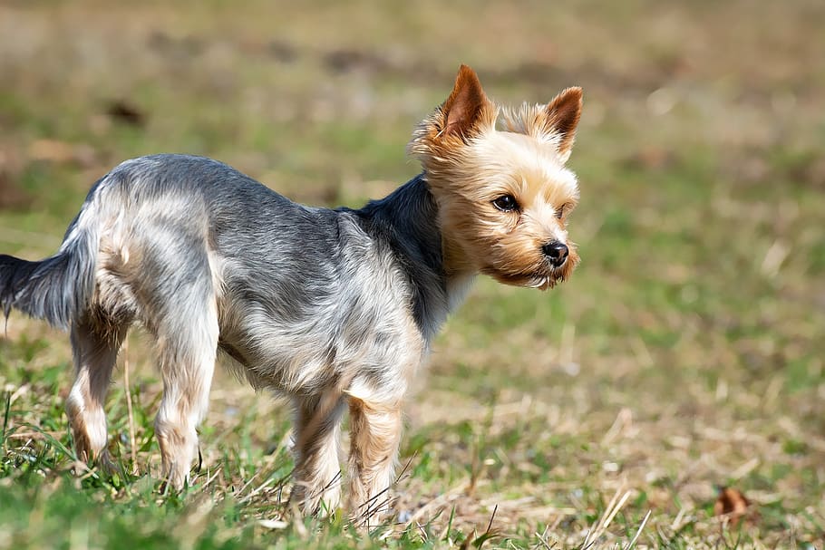 dog, small, meadow, out, yorki, terrier, small dog, purebred dog HD wallpaper