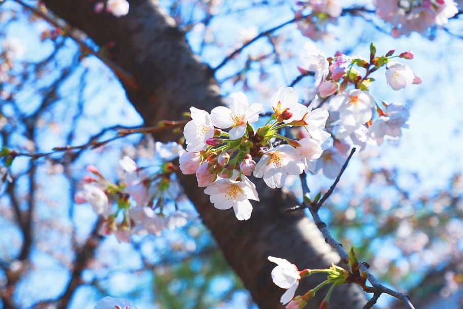 cherry blossom, spring, nature, buds, flowering, plant, flowering plant HD wallpaper