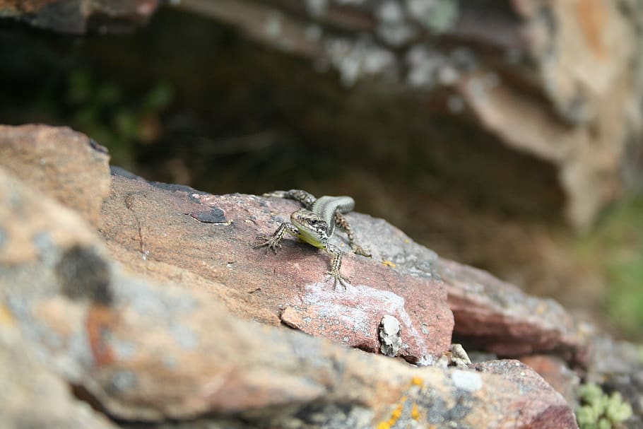 reptile, lizard, nature, animal themes, animal wildlife, animals in the wild HD wallpaper