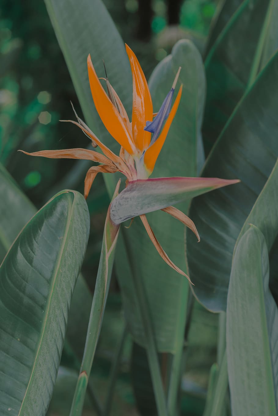 orange-petaled flower, growth, plant, beauty in nature, close-up HD wallpaper