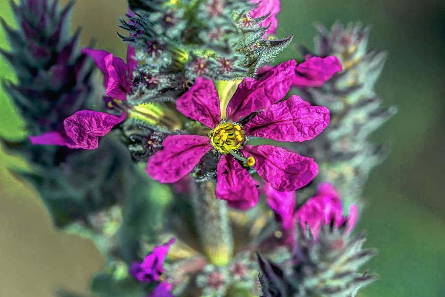 weed, bloom, gardening, grass, field, flower, harvest, agriculture HD wallpaper