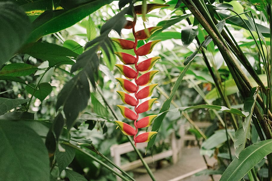 red, growth, plant part, leaf, food and drink, nature, green color HD wallpaper