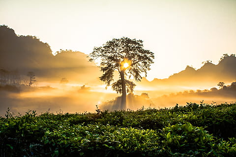 Tree of Life Overseeing Sun Rays, backlit, bright, clouds, dawn HD wallpaper