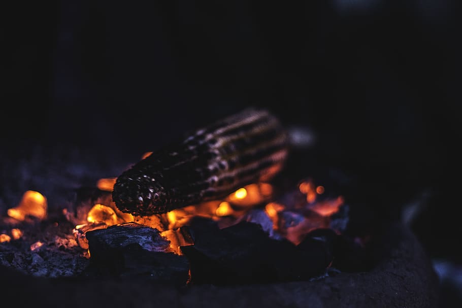 tree, corn, coal, food, wanter, colours, fire, burning, fire - natural phenomenon HD wallpaper