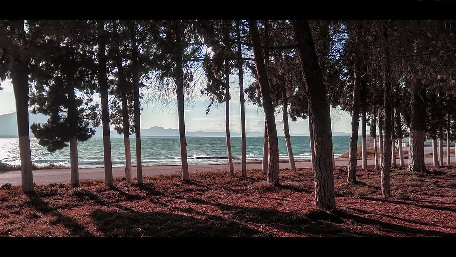 sea, trees, landscape, clouds, heaven, plant, water, trunk HD wallpaper