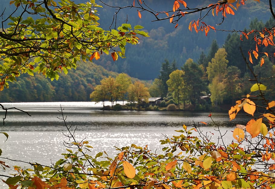 lake, water, river, stream, nature, tree, plant, autumn, plant part HD wallpaper
