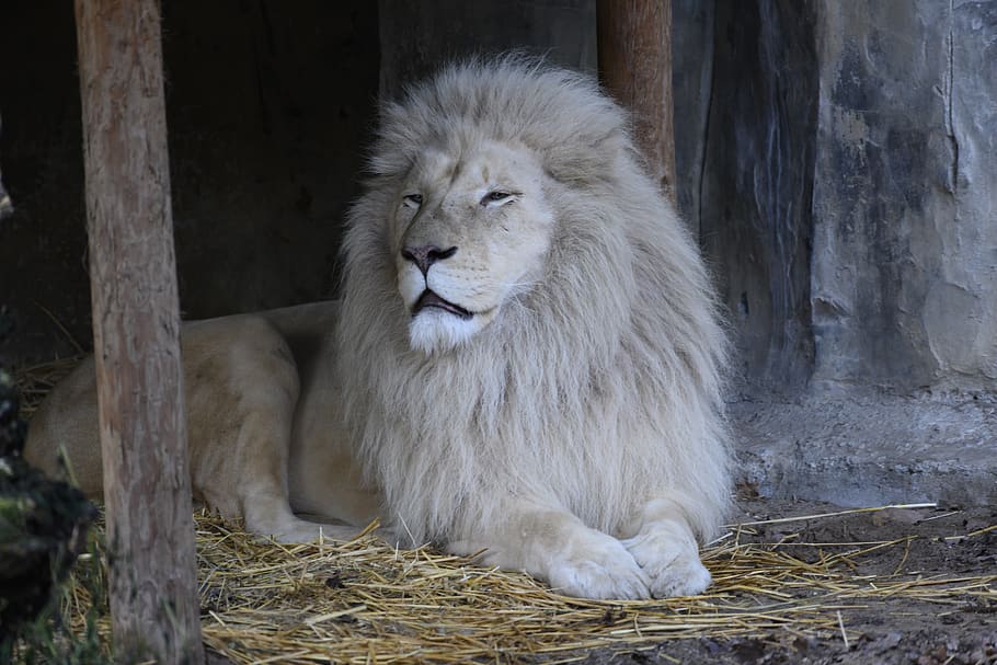 white lion, predator, animal themes, mammal, animal wildlife HD wallpaper