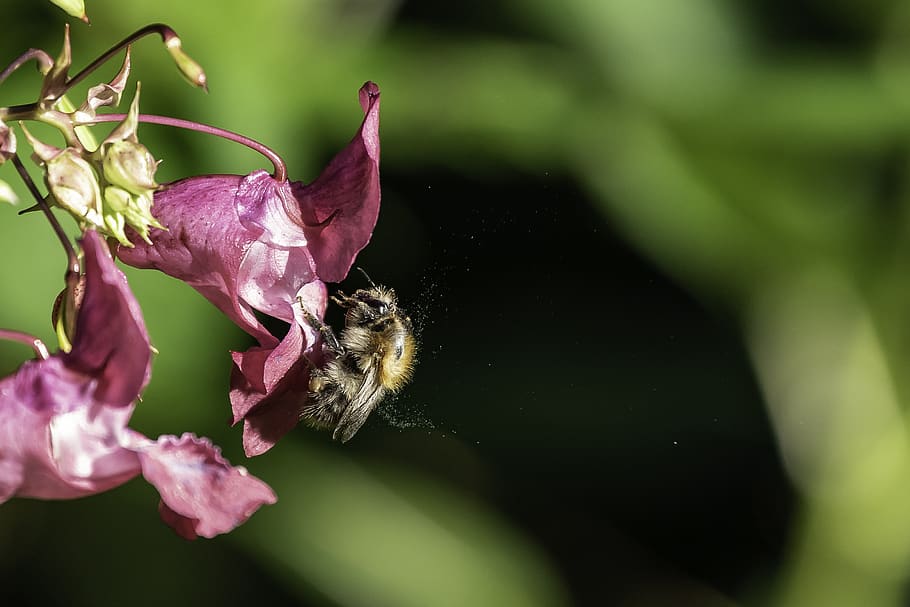 bee, balsam, pollen, nectar, blossom, bloom, collect, forest HD wallpaper