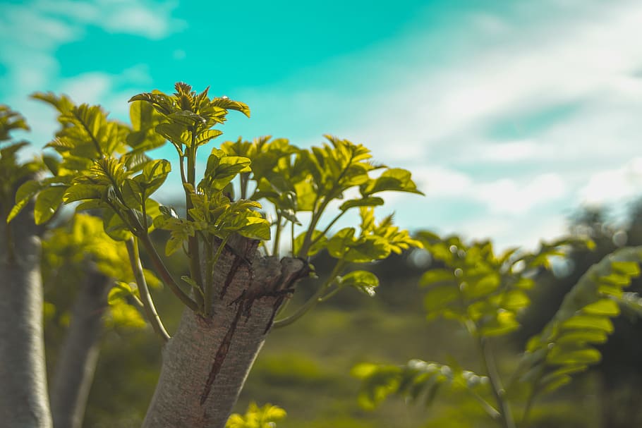 Close-up Photography of Green Leaves, blur, bright, clouds, environment HD wallpaper