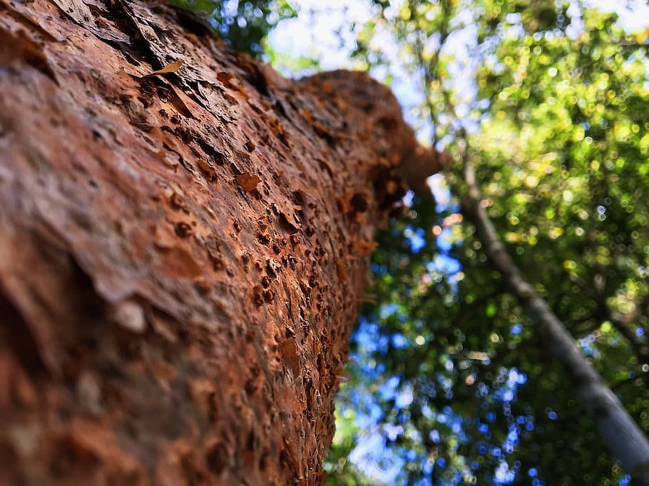 mexico, tulum, tree, plant, low angle view, tree trunk, focus on foreground HD wallpaper
