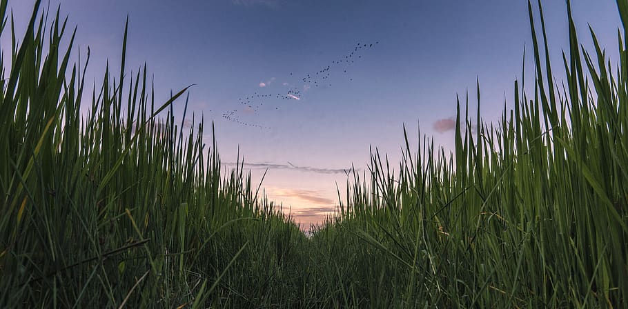 field, rice, paddy, sky, flock, birds, dusk, nature, agriculture HD wallpaper