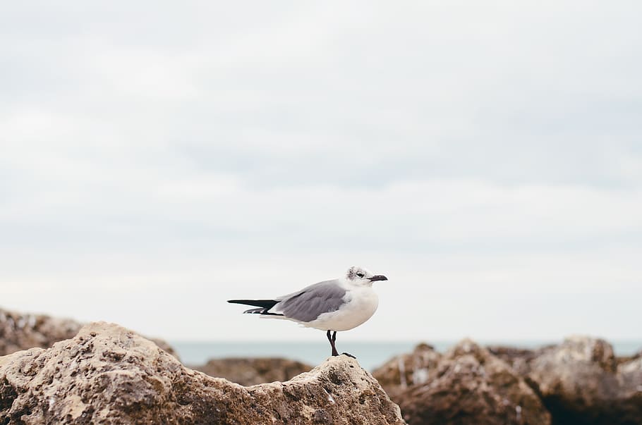 white seagull on rock, bird, animal, key west, beach, flying HD wallpaper