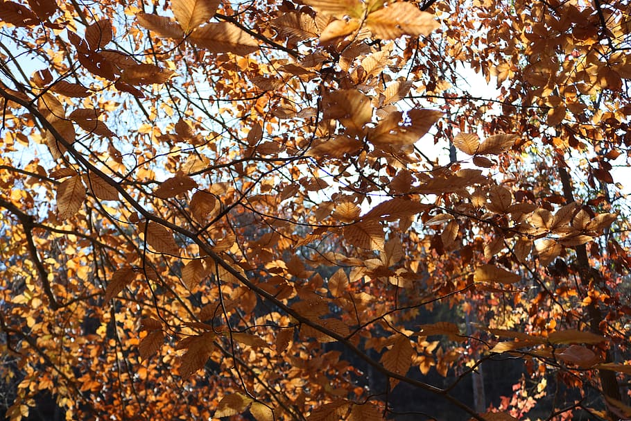 trees, leaves, leaf, yellow, golden, fall, woods, branches HD wallpaper