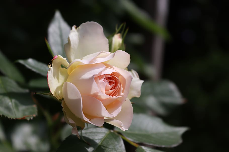 flower, white, roses, bride, floribunda, garden, bloom, petal HD wallpaper