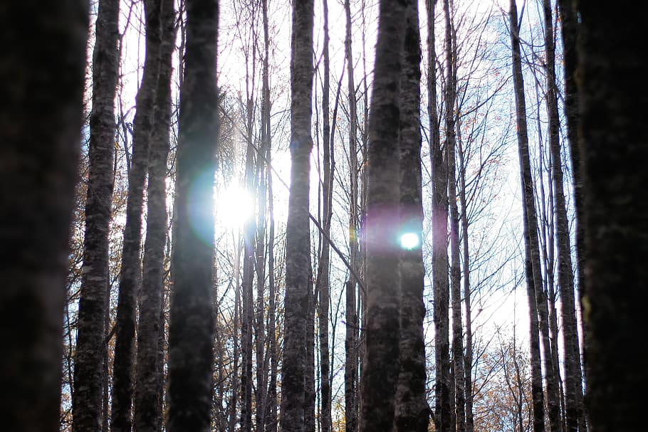 light, flare, sunlight, glitter, headlight, tree, plant, tree trunk HD wallpaper