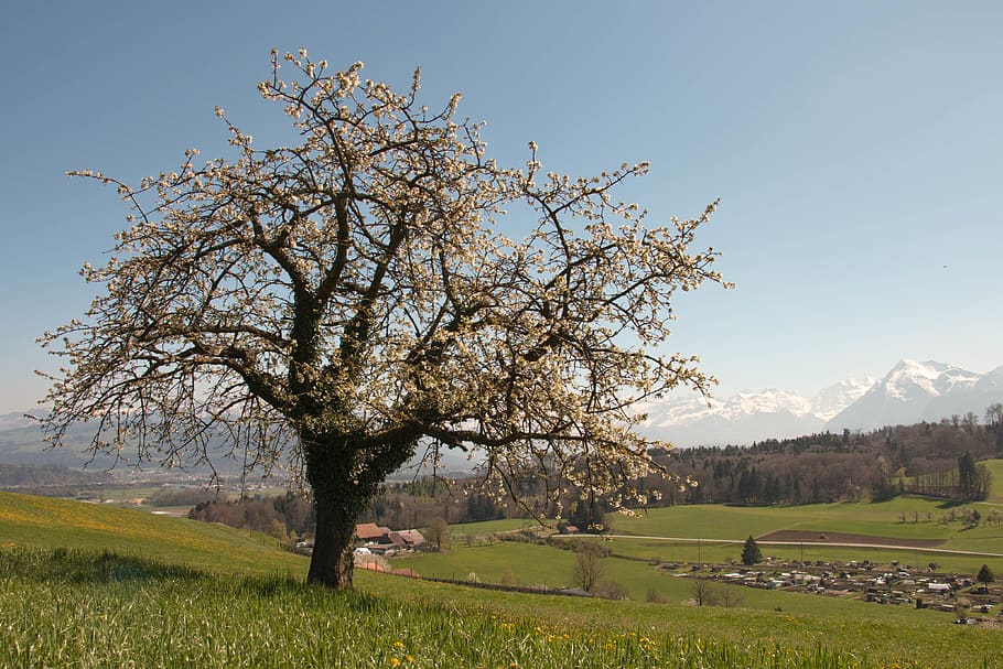 tree, switzerland, chery, plant, beauty in nature, scenics - nature HD wallpaper