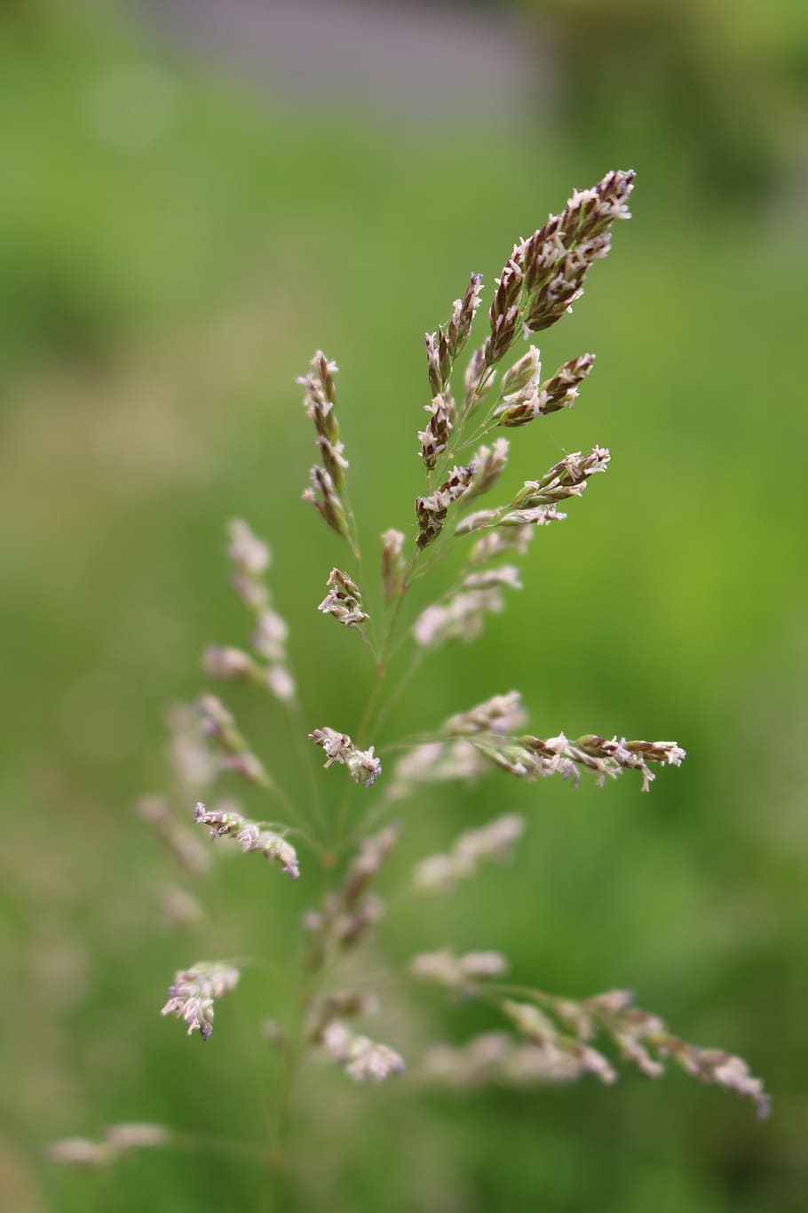 grass, seed, grass seed head, nature, plant, meadow, garden HD wallpaper