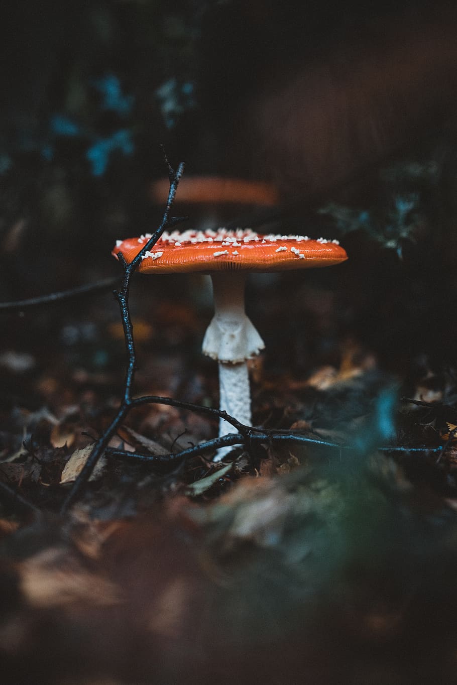 black and red string lights, mushroom, selective focus, food HD wallpaper