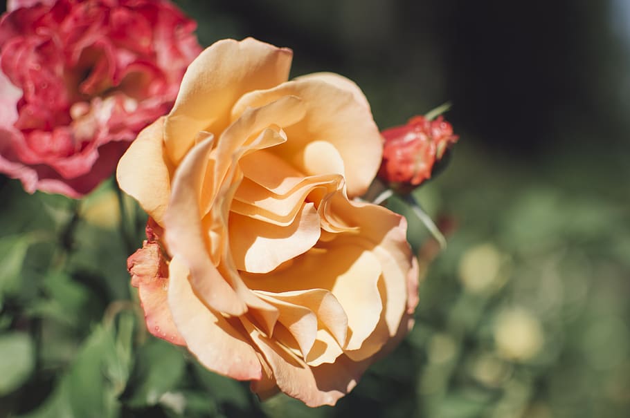 rose, yellow, blossom, bloom, nature, romantic, plant, petals HD wallpaper
