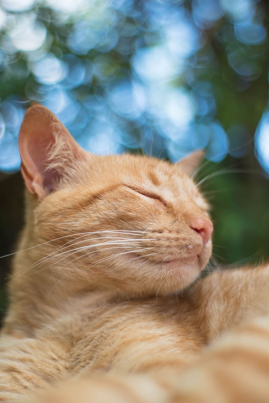 cats, look, nat, feline, animals, cute, pet, portrait, skin HD wallpaper