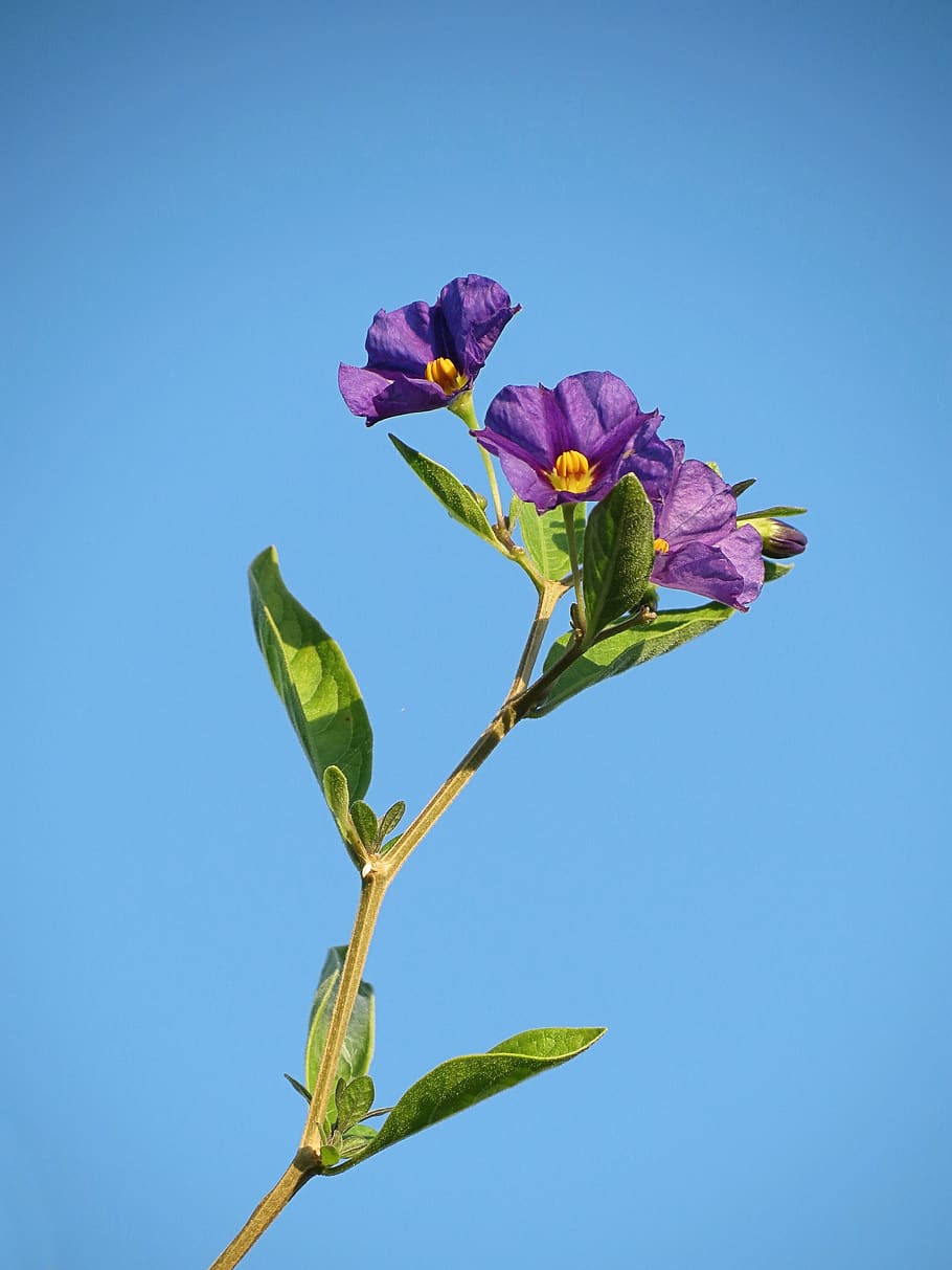 sky, flowers, blue, spring, plant, flowering plant, beauty in nature HD wallpaper