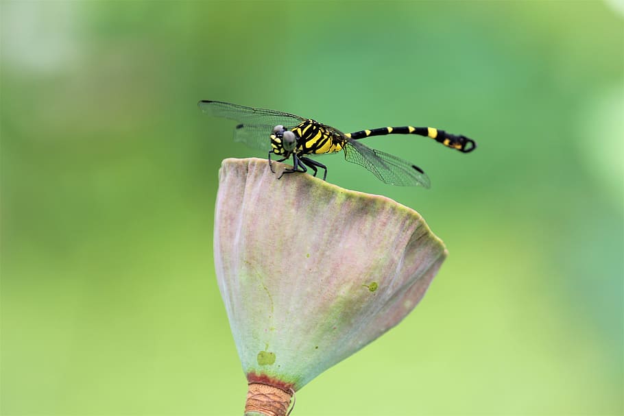 lotus, dragonfly, green, nature, insect, invertebrate, animal wildlife, HD wallpaper