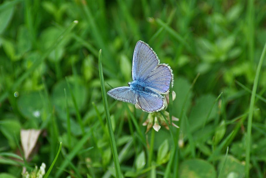 butterfly, grass, spring, nature, flowers, insects, summer HD wallpaper