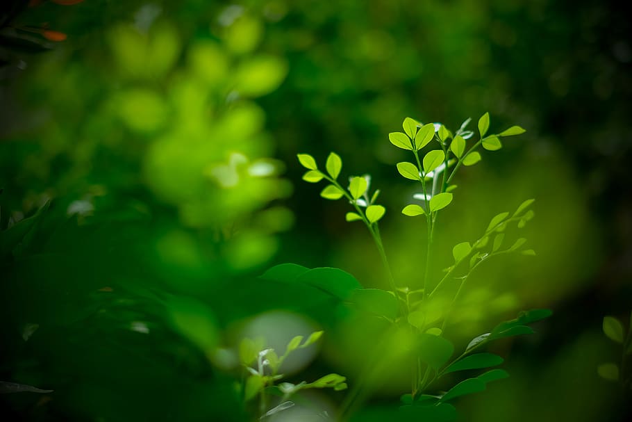 forest, tree, trees, leaf, leaves, nature, green, plant, green color HD wallpaper