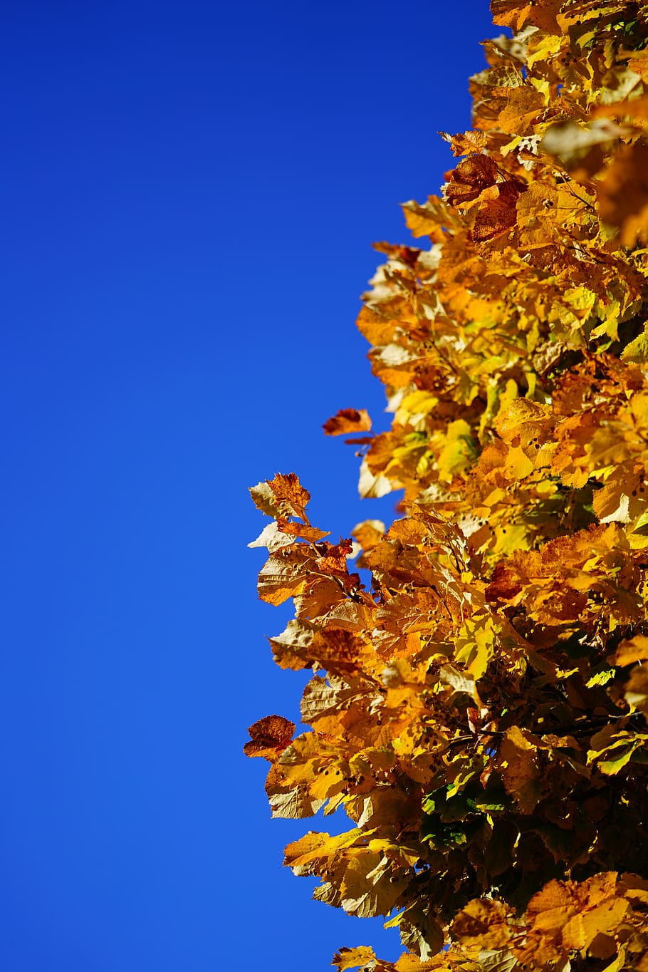 leaves, fall foliage, lime leaf, linde, colorful, autumn colours HD wallpaper
