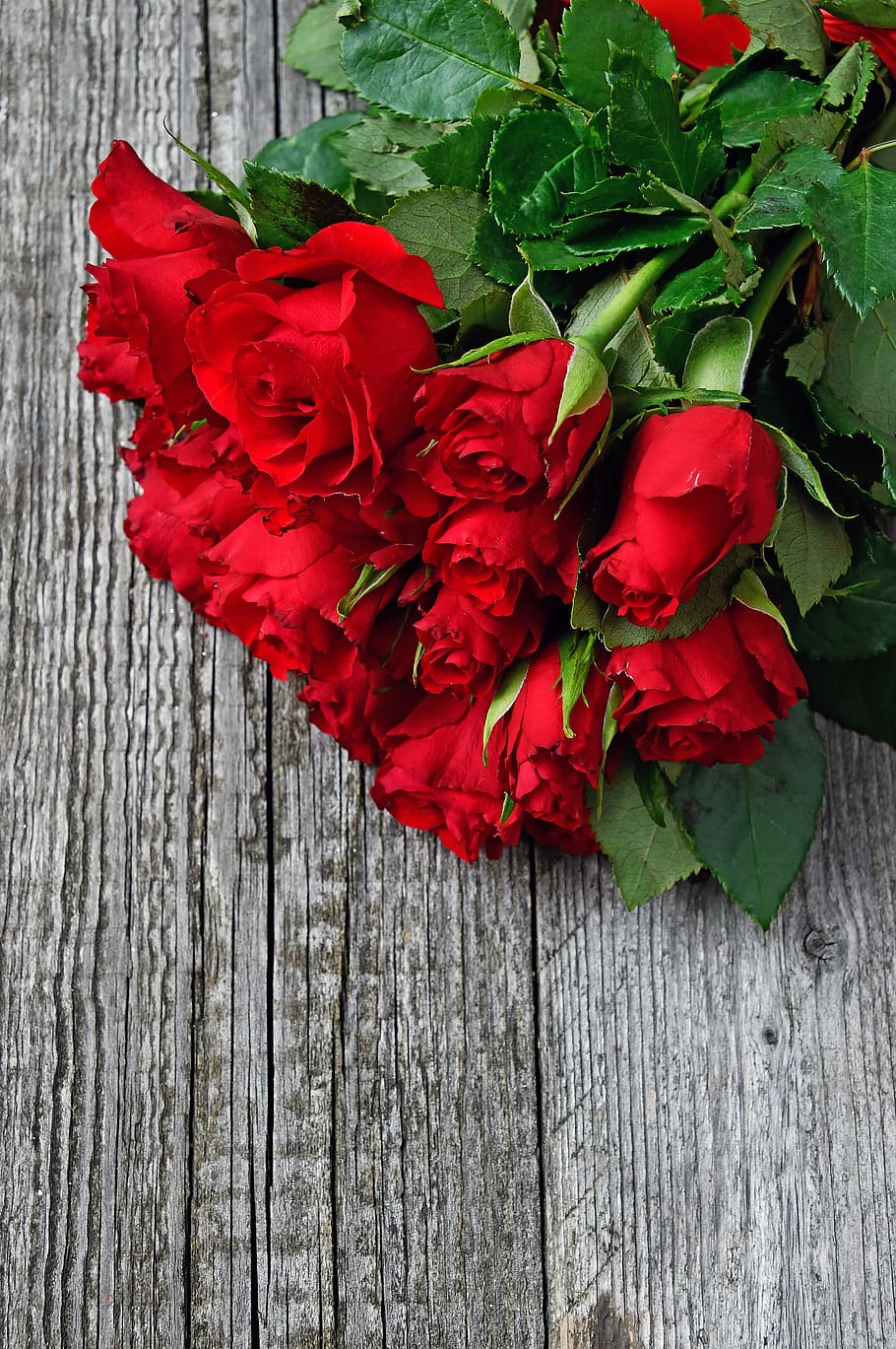 HD wallpaper: red, red rose, love, romantic, roses, nature ...