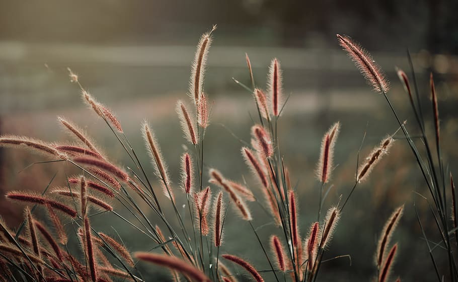 Close-up Photography of Grass, blur, environment, field, focus HD wallpaper