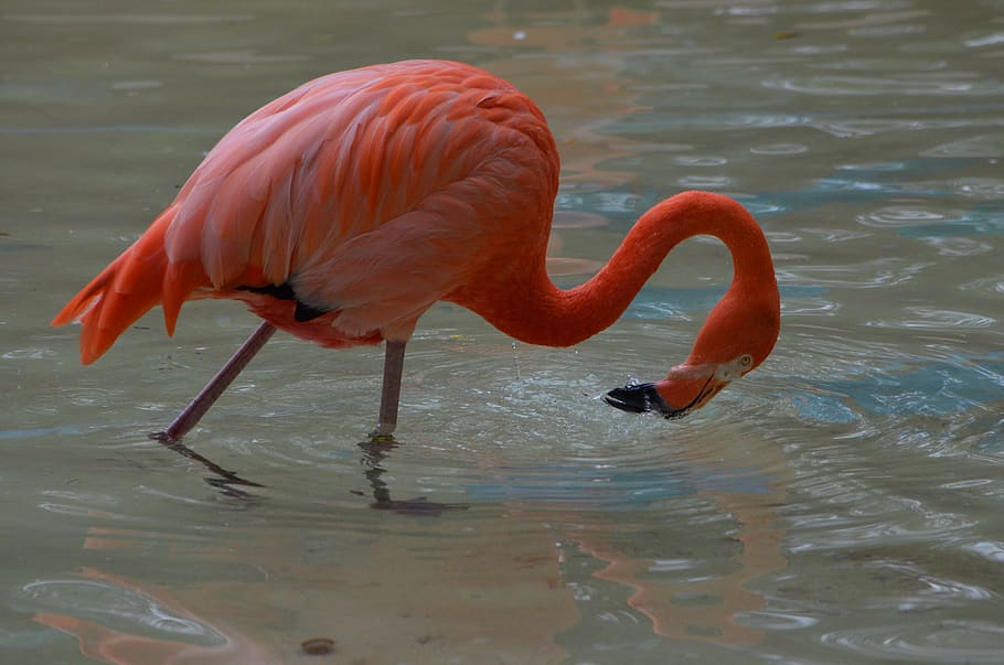 flamingo, bird, pink, beak, leg, nature, feather, animal themes HD wallpaper