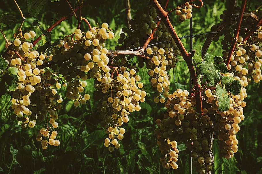 grapes, fruit, vine, winegrowing, ripe, sweet, healthy, grapevine HD wallpaper
