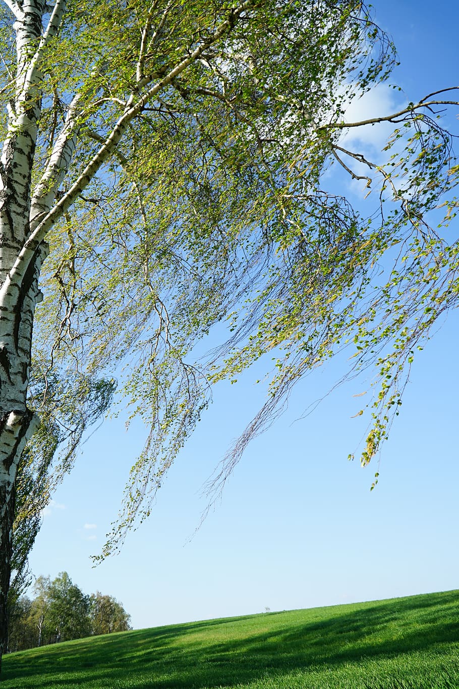 tree, willow, nature, plant, the environment, biology, tranquility HD wallpaper