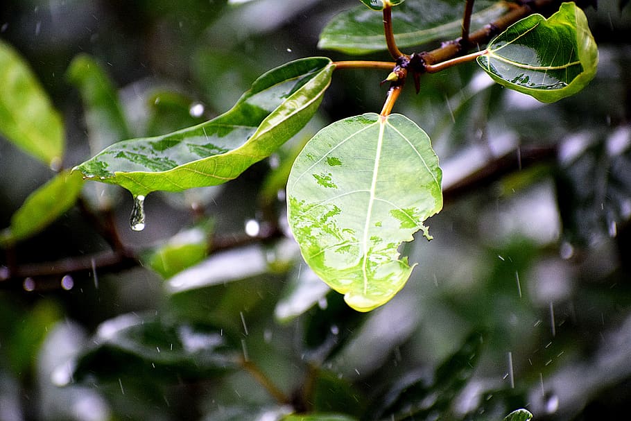 rain, water, drops, wet, nature, liquid, drip, raining, texture HD wallpaper