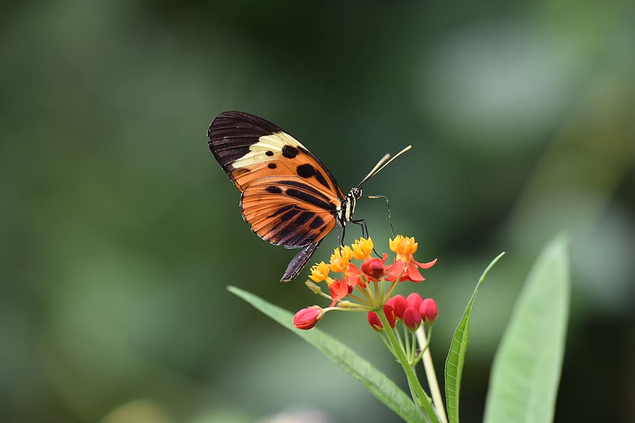 garden, spring, insect, nature, macro, flora, bahçe, soft ptr HD wallpaper