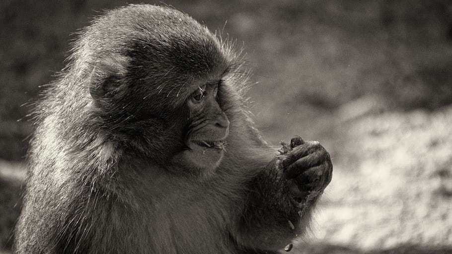 monkey, black white, primate, zoo, animal world, funny, portrait HD wallpaper