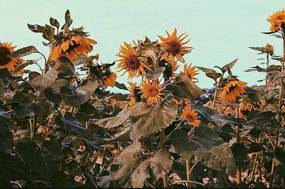 sunflower field, plant, growth, flowering plant, plant part, leaf HD wallpaper