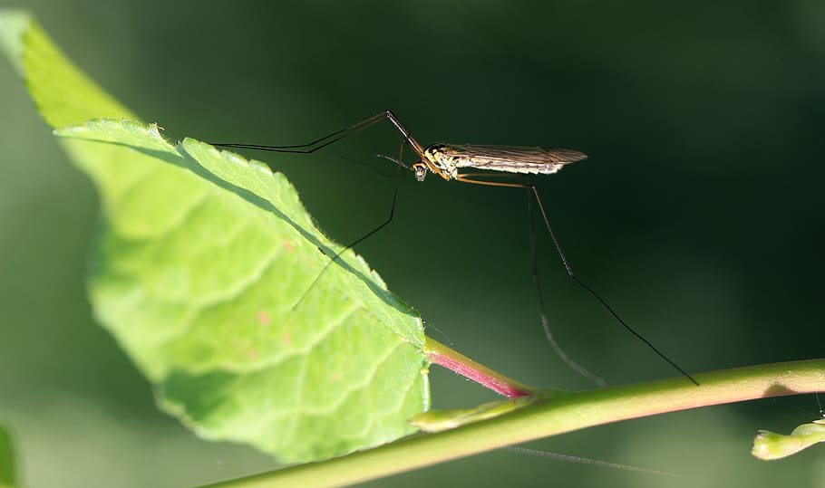 mosquito, insecta, leaf, macro, biology, fauna, invertebrate HD wallpaper