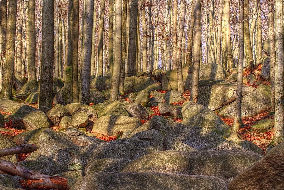 nature, forest, trees, rock, light, shadow, land, day, tranquility HD wallpaper