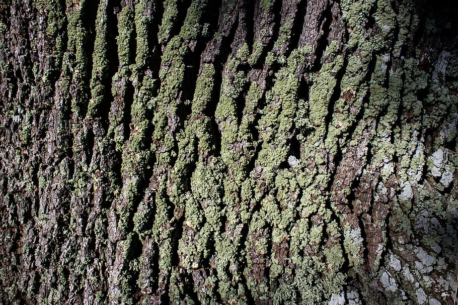 bark, tree, oak, old oak, bast, shed bark, moss, green, brown HD wallpaper