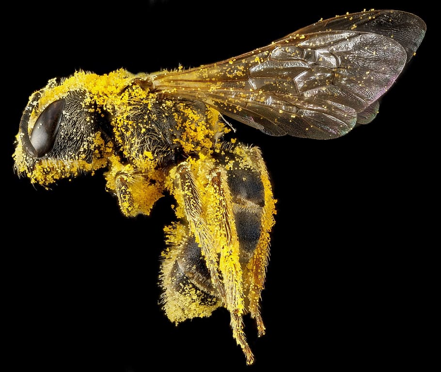 bee, sweat, insect, fly, animal, wild, nature, black background HD wallpaper
