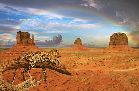 fantasy, leopard, rainbow, monument valley, photomontage, composing HD wallpaper