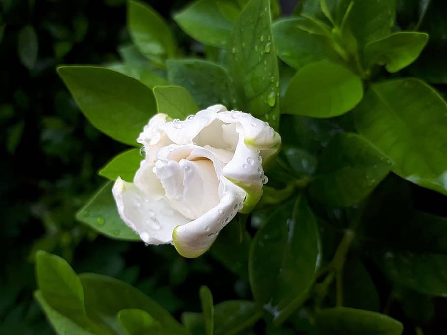 flora, leaf, nature, flower, garden, white rose, raindrops on a flower HD wallpaper