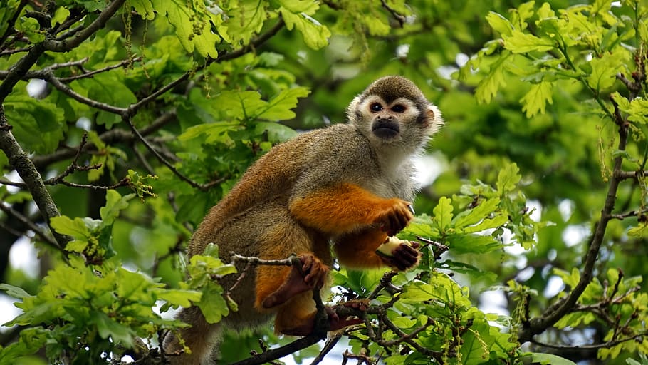 Gray Monkey on Tree, animal, primate, squirrel monkey, wild, animal themes HD wallpaper