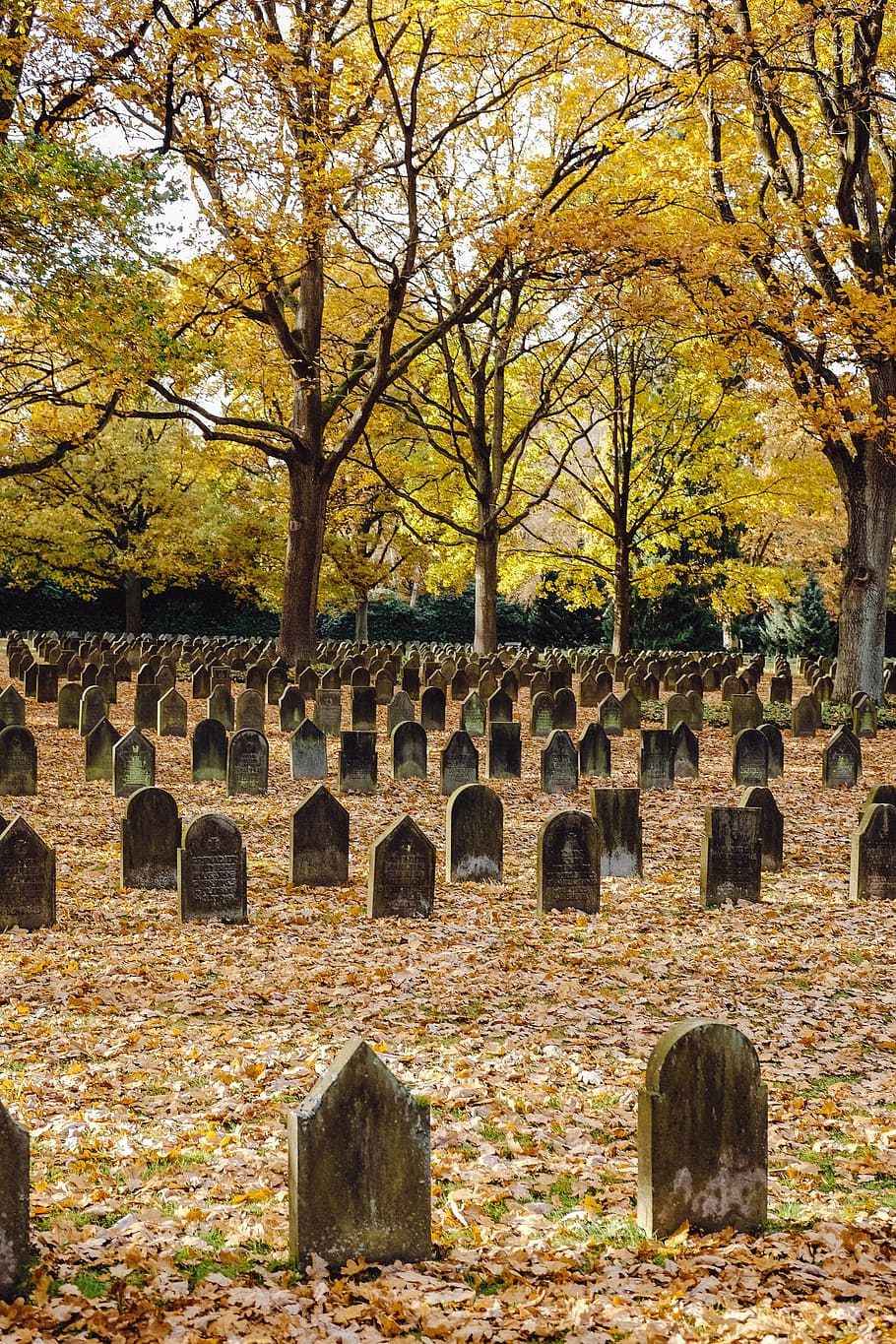Military Graveyard in Ohlsdorf (World War 1), tree, tombstone HD wallpaper